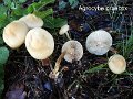 Agrocybe praecox-amf188-2